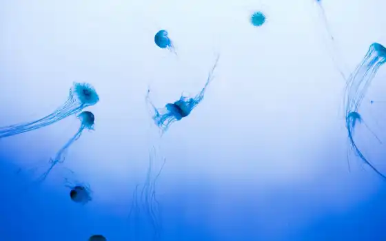 ,медузы, вода, море,