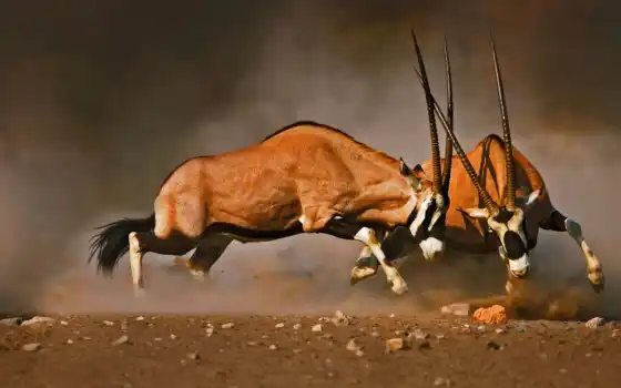 oryx, antilopen, beim, kampf, johan, swanepoel, von, exerlounge, günstig,