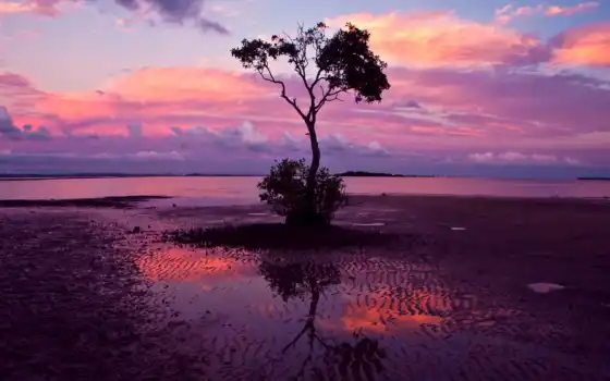 закат, одинокий, дерево