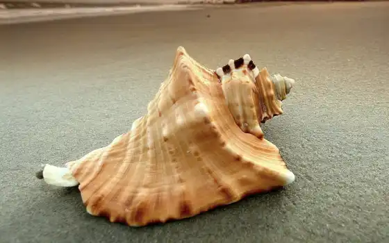 seashell, marine