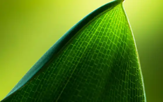 leaf, зелёный, природа