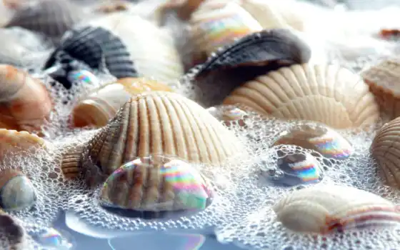 seashell, oir, water