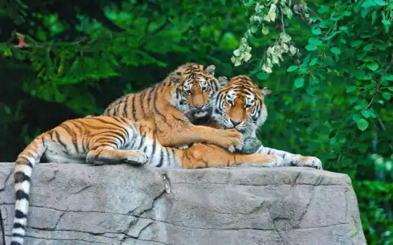 тигры на камне