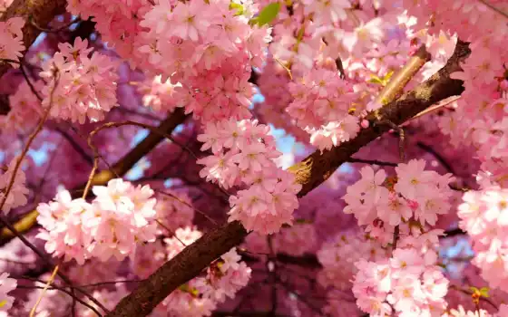 цветы, розовые, розовый, весна, макро, природа, 