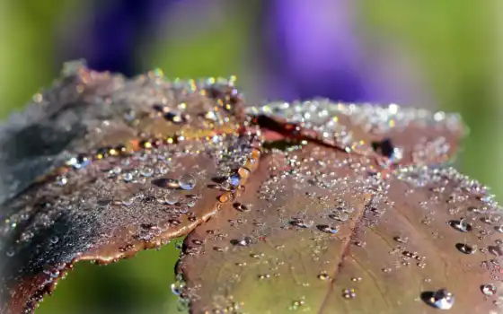leaf, листочки, resolution, wet, raindrops, dewdrops, 