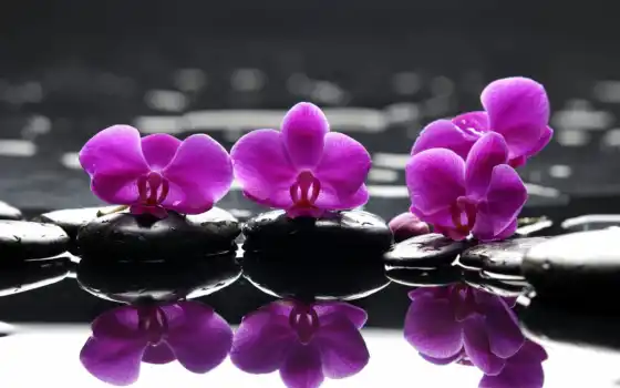 цвета, вода, орхидея, капелька