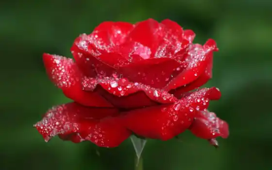 роза, красная