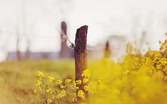 цветы, желтый, поле, природа, заборъ, глубина