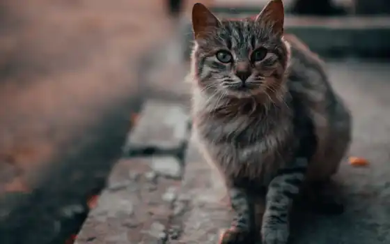 обои на рабочий стол, красивые картинки, картинки для ipad, обои для android