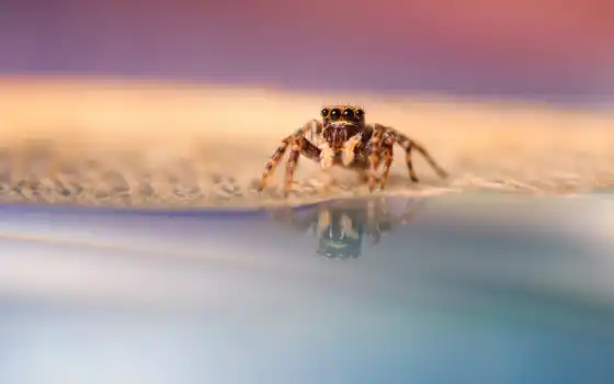 паук, arachnid