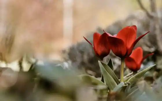 тюльпаны, цветы, совершенно, природы, весна, категория, 