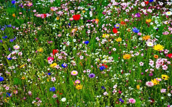 цветы, флора, флора, флора, флора, многие, тюльпаны, слова, дика, мед, лепешки,