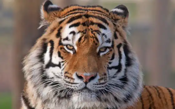 тигр, животное, сибиряк