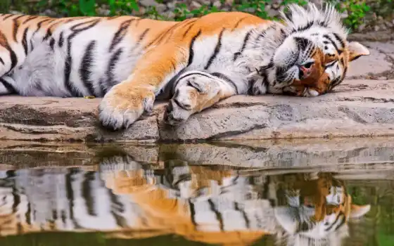 вода, тигр, лежит, отражение, спит, картинка, картинку, 