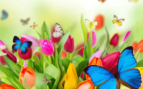 бабочка, тюльпан, цветы, краска