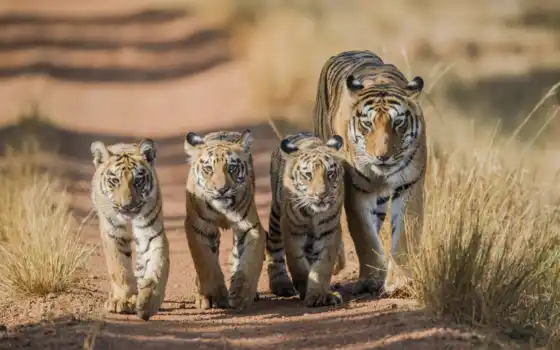 тигры, тигры, тигры, львы, тигры, levyi, детнышки, другие, быть, пума, тигры