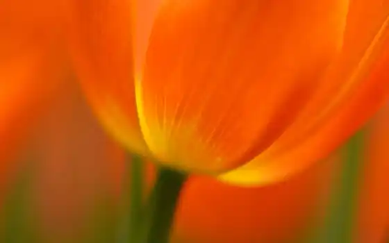 заставок, тюльпан, оранжевый, цветы