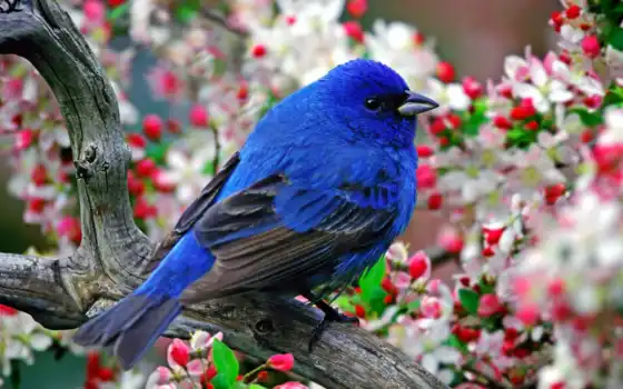 птица, синяя, счастья, птицы, существует, 