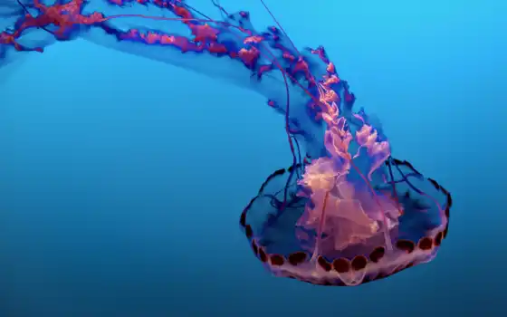 iphone, jellyfish, медузы, biology, marine, 