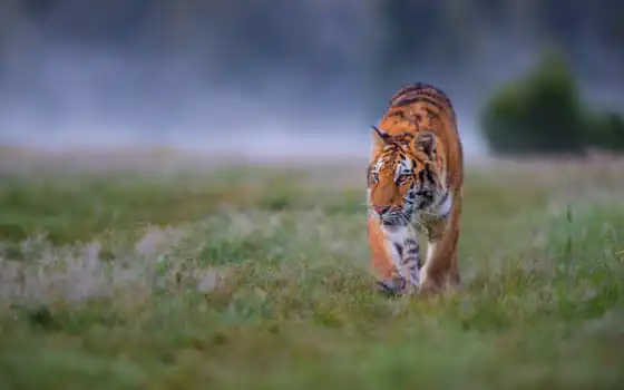тигр, трава