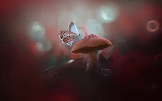 ,гриб, бабочка