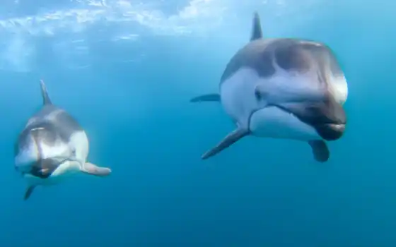 дельфин, underwater, ocean, blue, water, shirokoformatnyi, side