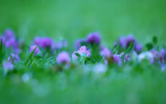 цветы, красивый, clover, purple, трава, кактус
