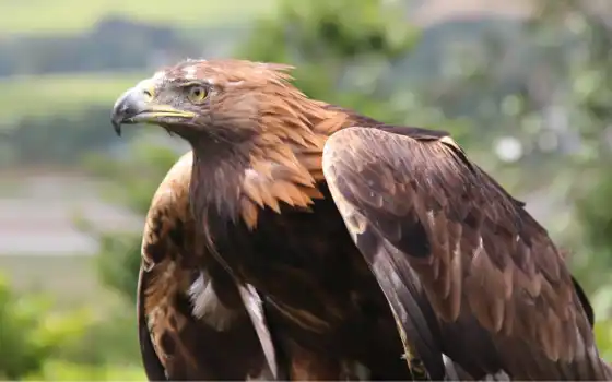 обои на рабочий стол, красивые картинки, картинки для ipad, обои для android