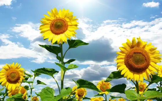 подсолнухи, небо, облака, цветы, семечки, листья, голубое, солнце, желтые, sunflowers, лето, desktop, sunflower, картинка, днем, آفتابگردان, картинку, 