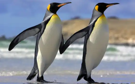 пингвины, смешные, пингвинов, почему, королевские, 