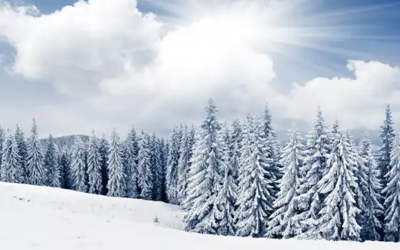 снег, зима, деревья, пейзаж, запас, бесплатные, фото, покрытые, изображения,
