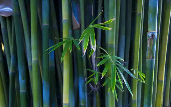 бамбук, ливань, стебель, ветвь, бамбука, взгляд,