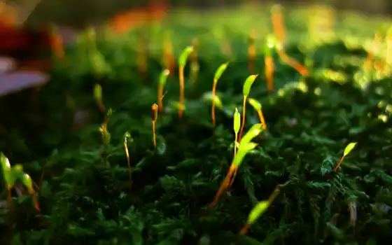 макро, мох, природа, трава, depth, резкости, зелёный, plan, большой, молодая, 