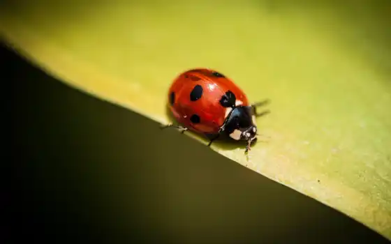 ladybug, насекомое, desktop, квадро, high, телефон, 