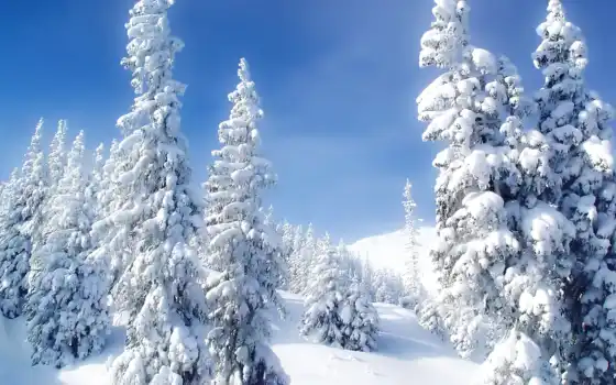 зима, снег, обои, елки, холод, фото, пейзаж, природа