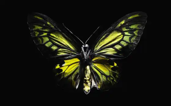 бабочка, обои, черном, желтая, фоне, бабочки, крас