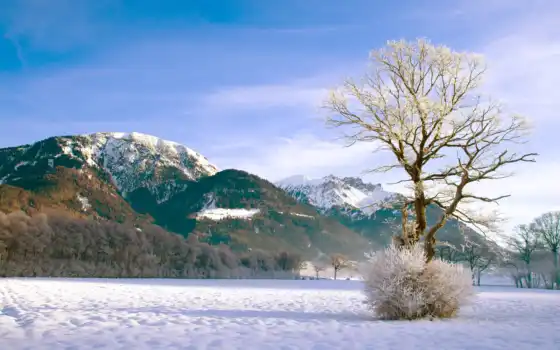 немецкие, пейзажные, зимние, любимые, горные, деревья, свиные,