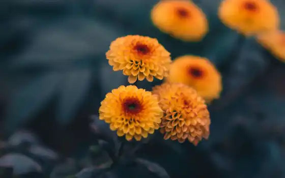 цветы, daisy, yellow, singapore