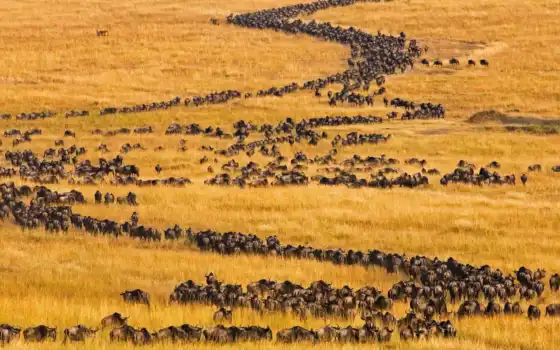 migration, wildebeest