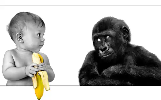 ребёнок, обезьяна, черно-белый, банан, обесцвечено