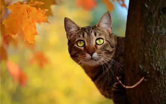 кот, дерево, осень, ствол, выглядывает, листья, желтые, кнопкой, 