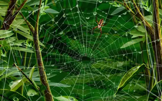 паук, web, паутине, 