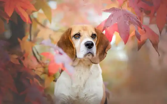 beagle, пост