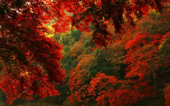 красный, лес, осень, бесплатно, настольный, фон,