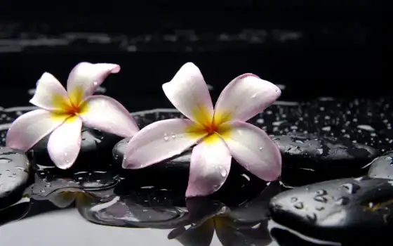 орхидея, орхиеи, черные, тяжелые, печеные, вода, вода, цвет, орхидея, стальные,
