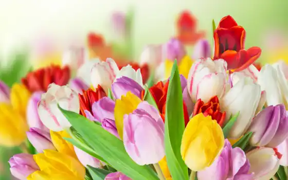 тюльпан, красивый, цветы, different, букет, white, фотообои, большой, free, розовый, красное