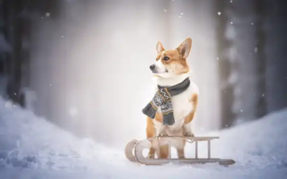 собака, winter, снег, sledge, corgi