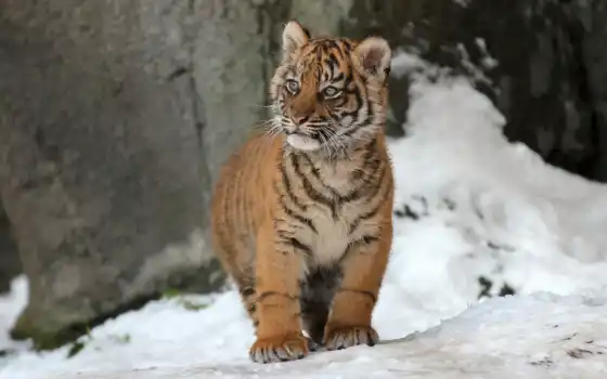 тигр, детёныш