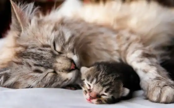 спать, кот, мама, хорошего, кошки, сна, котенок, спит, 