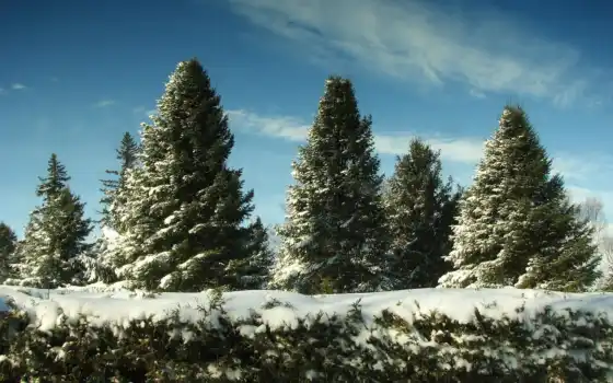 елки, зима, лес, деревья, эли, новый, год, горное, солнце,